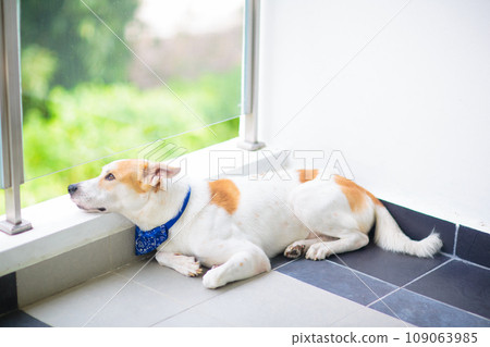 Dog sleeping on a balcony 109063985