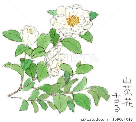 Autumn-winter plants, watercolor illustration of white sasanqua flowers 109064012