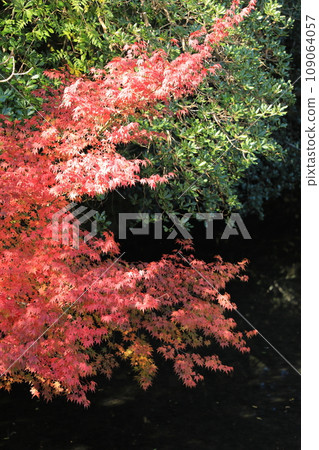 秋意漸濃，伊勢神宮的秋葉（日本三重縣伊勢市） 109064057