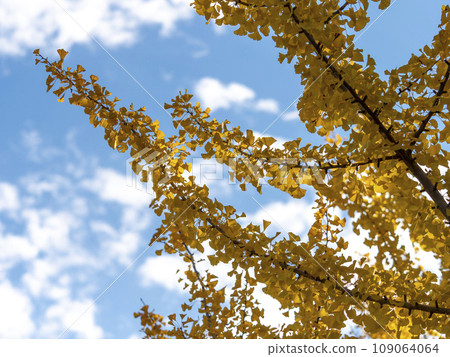 Clear autumn sky and yellow ginkgo leaves Clear autumn sky and yellow ginkgo leaves 109064064