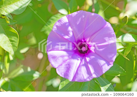 房子周圍鮮花盛開，四個季節的各種顏色，紫色的光彩，大花瓣在仲夏的陽光下閃閃發光，楓旋花 109064160