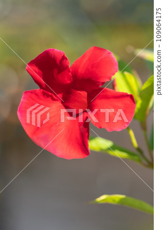 滿屋鮮花，四時繽紛，緋紅輝煌，曼德維拉在盛夏的陽光下熠熠生輝 109064175