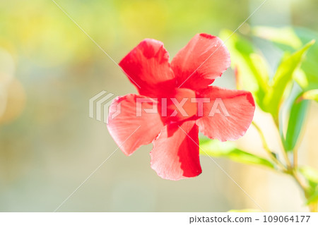 滿屋鮮花，四時繽紛，緋紅輝煌，曼德維拉在盛夏的陽光下熠熠生輝 109064177