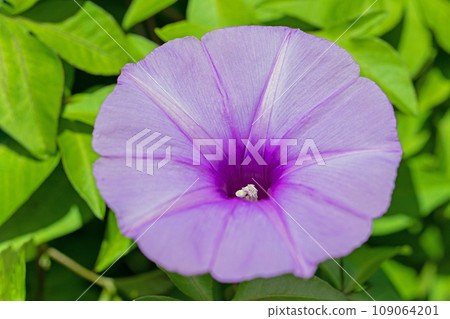 Flowers around the house, various colors of the four seasons, purple brilliance, large petals shining in the midsummer sun, maple bindweed Flowers around the house, various colors of the four seasons, purple brilliance, large petals shining in the midsummer sun, maple bindweed 109064201