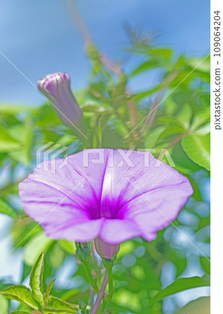 房子周圍鮮花盛開,四個季節的各種顏色,紫色的光彩,大花瓣在仲夏的陽光下閃閃發光,楓旋花 房子周圍鮮花盛開,四個季節的各種顏色,紫色的光彩,大花瓣在仲夏的陽光下閃閃發光,楓旋花 109064204