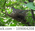 Pigeons that are about to raise their young 109064208