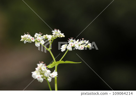 Buckwheat flowers Buckwheat flowers 109064214