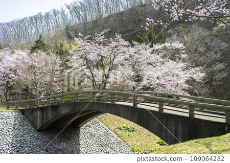 古橋與櫻花 札幌市瀧野鈴蘭之丘公園 古橋與櫻花 札幌市瀧野鈴蘭之丘公園 109064282