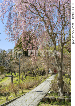 Weeping cherry blossoms Usu Zenkoji Temple Date City, Hokkaido 109064310