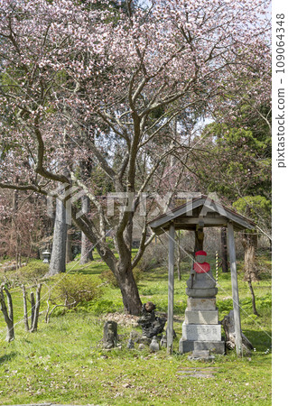 Jizo statue and cherry blossoms, Usu Zenkoji Temple, Date City, Hokkaido 109064348