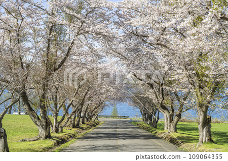 Lake Toya and cherry blossom trees Eboshiiwa Park Toyako Town Lake Toya and cherry blossom trees Eboshiiwa Park Toyako Town 109064355
