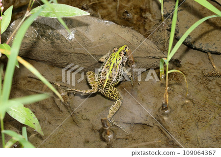 Tonosawa青蛙 109064367