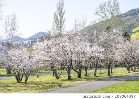 Makomanai Park with cherry blossoms in bloom, Sapporo City Makomanai Park with cherry blossoms in bloom, Sapporo City 109064397