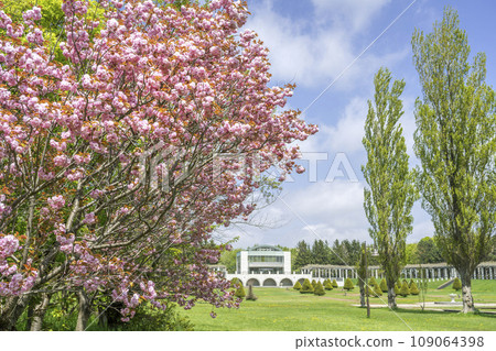 Double cherry blossoms at Maeda Forest Park, Sapporo City Double cherry blossoms at Maeda Forest Park, Sapporo City 109064398