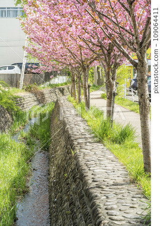 Cherry blossom trees along Makomanai Canal, Sapporo City 109064411