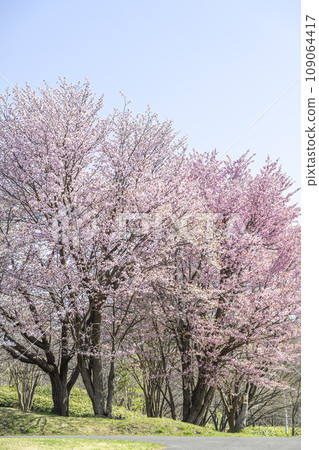 札幌市櫻花盛開的真駒內公園 109064417