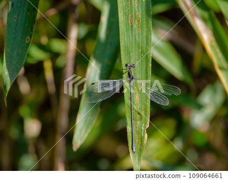 A mature dragonfly of the family Blue Odonata perched on a bamboo leaf ♂ A mature dragonfly of the family Blue Odonata perched on a bamboo leaf ♂ 109064661