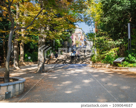 Kichijoji Autumn Inokashira Park 109064687