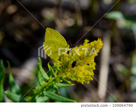 訪花昆蟲、菊科、菊科 109064790