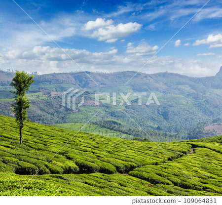 Kerala India travel background - green tea plantations in Munnar, Kerala, India - tourist attraction Kerala India travel background - green tea plantations in Munnar, Kerala, India - tourist attraction 109064831