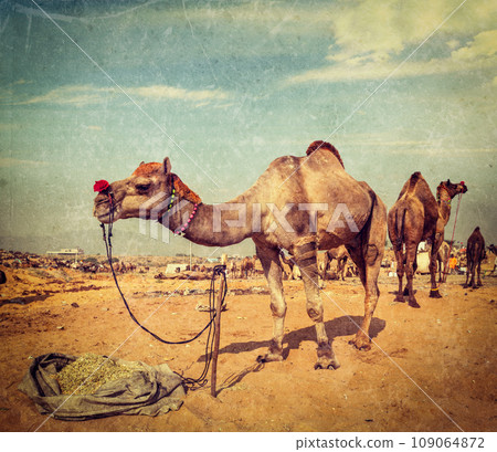 Vintage retro hipster style travel image of camels at Pushkar Mela (Pushkar Camel Fair) with grunge texture overlaid. Pushkar, Rajasthan, India 109064872