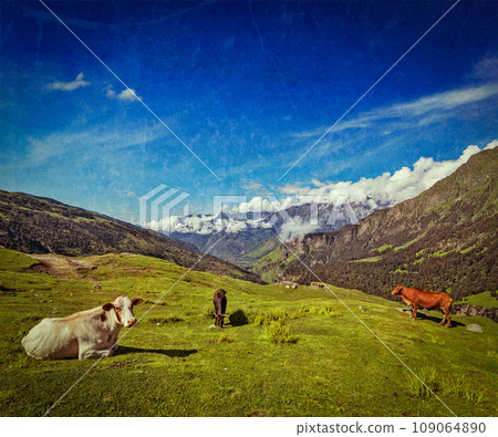 Vintage retro hipster style travel image of serene peaceful landscape background - cows grazing on alpine meadow in Himalayas mountains. Himachal Pradesh, India Vintage retro hipster style travel image of serene peaceful landscape background - cows grazing on alpine meadow in Himalayas mountains. Himachal Pradesh, India 109064890
