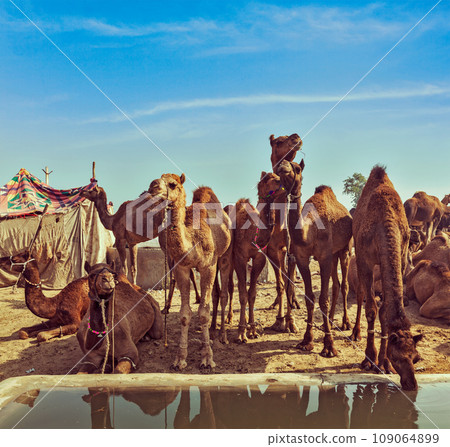 Vintage retro hipster style travel image of Camels at Pushkar Mela (Pushkar Camel Fair). Pushkar, Rajasthan, India 109064899