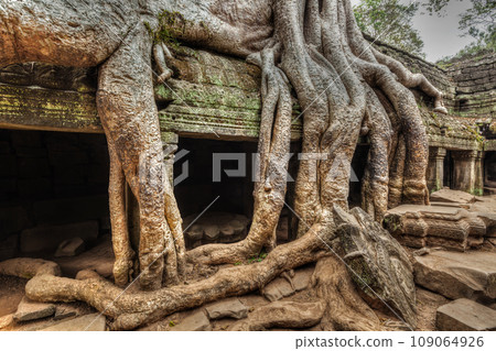 High dynamic range (hdr) image of ancient ruins with tree roots, Ta Prohm temple ruins, Angkor, Cambodia 109064926