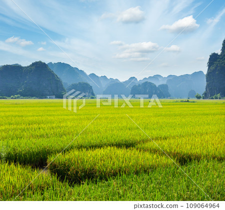 Rice field. Tam Coc, Vietnam 109064964