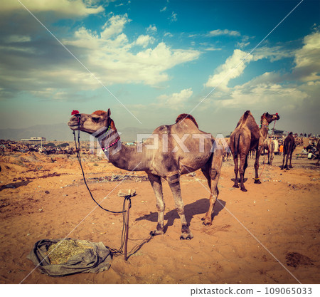 Vintage retro hipster style travel image of camels at Pushkar Mela (Pushkar Camel Fair). Pushkar, Rajasthan, India Vintage retro hipster style travel image of camels at Pushkar Mela (Pushkar Camel Fair). Pushkar, Rajasthan, India 109065033