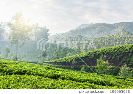 Kerala India travel background - green tea plantations in Munnar, Kerala, India in the morning on sunrise Kerala India travel background - green tea plantations in Munnar, Kerala, India in the morning on sunrise 109065058