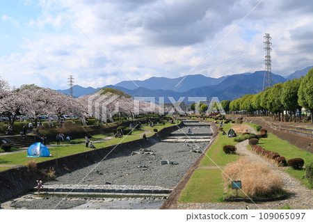 Scenery of cherry blossoms in Hadano 109065097