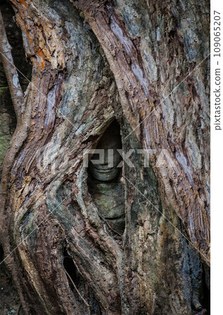 Travel Cambodia concept background - ancient statue covered under tree roots, Ta Prohm temple, Angkor, Cambodia Travel Cambodia concept background - ancient statue covered under tree roots, Ta Prohm temple, Angkor, Cambodia 109065207
