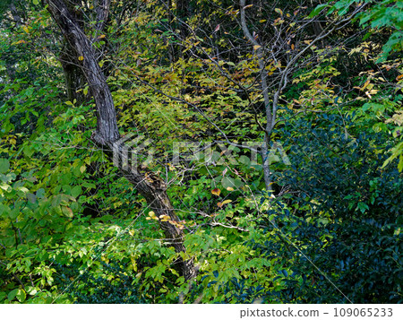河岸森林的黃葉 109065233
