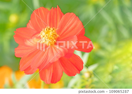 Flowers around the house, various seasons, colorful flowerbeds in autumn, orange petals, Laminaria cosmos Flowers around the house, various seasons, colorful flowerbeds in autumn, orange petals, Laminaria cosmos 109065287
