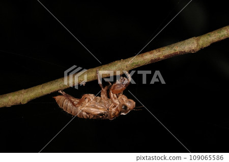 Creatures Insects Giant cicadas, but their shed shells. A specialty species of Okinawa and Amami. Appears from autumn to early winter Creatures Insects Giant cicadas, but their shed shells. A specialty species of Okinawa and Amami. Appears from autumn to early winter 109065586