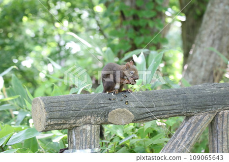 Ezolith to eat nuts 109065643