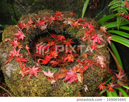 京都龜岡神藏寺秋葉 109065660