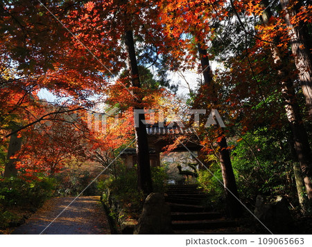 Kameoka Jinzoji Temple in Kyoto with autumn leaves Kameoka Jinzoji Temple in Kyoto with autumn leaves 109065663