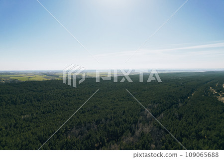 Aerial view of forest in Gdansk Poland. Drone shot flying over spruce conifer treetops, nature background landscape Birds eye view 109065688