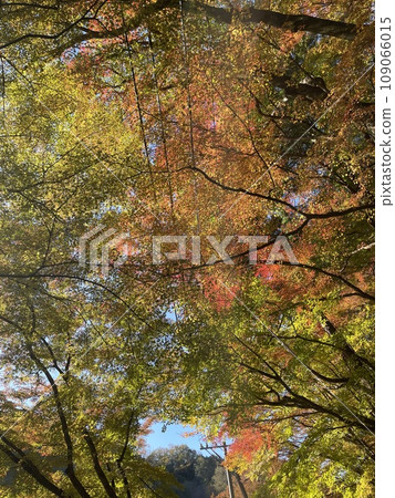 Momiji沾滿了秋天的顏色 Momiji沾滿了秋天的顏色 109066015