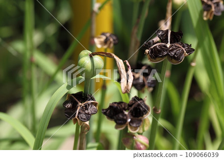 Tamasudare fruits and seeds Tamasudare fruits and seeds 109066039