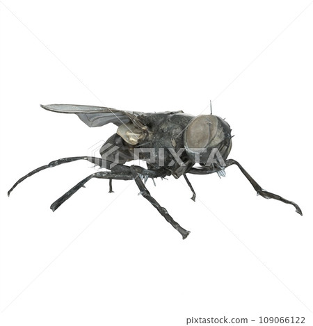 Black Fly isolated on white background 109066122