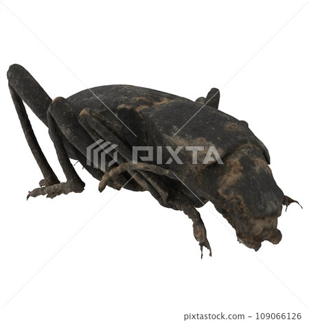 Black Beetle isolated on white background Black Beetle isolated on white background 109066126