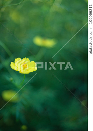 Yellow cosmos Yellow cosmos 109066211