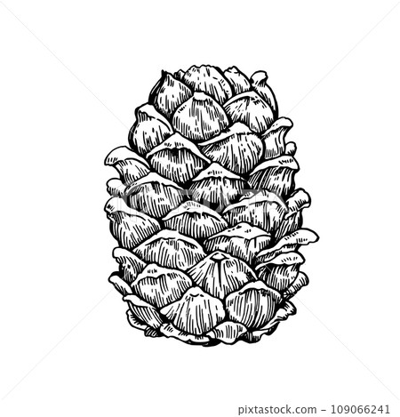Cedar pine cone drawing in enagraving style. Hand drawn vector illustration isolated on white background. 109066241