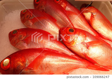 魚店冰上擺放的野生金鯛魚 魚店冰上擺放的野生金鯛魚 109066247