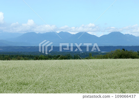 盛開的蕎麥田 蕎麥田 蕎麥花 十勝地區 盛開 109066437