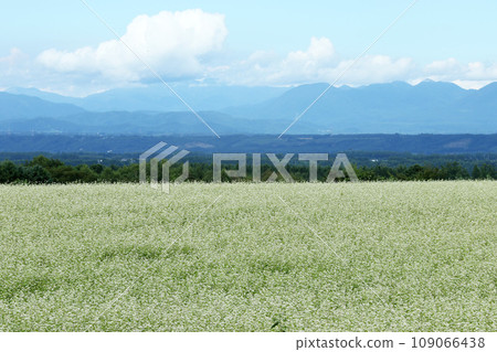 盛開的蕎麥田 蕎麥田 蕎麥花 十勝地區 盛開 盛開的蕎麥田 蕎麥田 蕎麥花 十勝地區 盛開 109066438