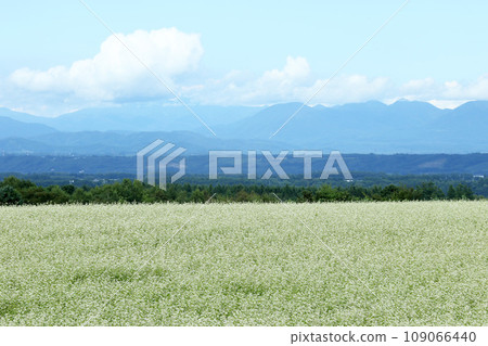 盛開的蕎麥田 蕎麥田 蕎麥花 十勝地區 盛開 109066440